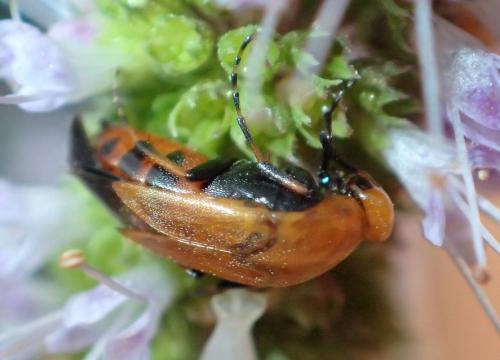 Macrosiagon ferruginea
